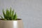 Miniature aloe succulent in vase placed off-center on clean background