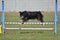 Miniature American (formerly Australian) Shepherd at Dog Agility Trial