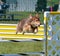 Miniature American (formerly Australian) Shepherd at Dog Agility Trial