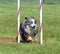 Miniature American (formerly Australian) Shepherd at Dog Agility Trial