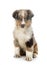 Miniature American Shepherd