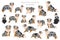 Miniature american shepherd clipart. Different poses, coat colors set