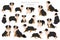 Miniature american shepherd clipart. Different poses, coat colors set