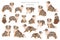 Miniature american shepherd clipart. Different poses, coat colors set