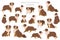 Miniature american shepherd clipart. Different poses, coat colors set