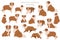 Miniature american shepherd clipart. Different poses, coat colors set