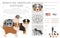 Miniature american shepherd clipart. Different poses, coat colors set