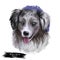 Miniature American shepherd, intelligent dog digital art illustration. MAS purebred trained to take part in sports