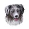 Miniature American shepherd, intelligent dog digital art illustration. MAS purebred trained to take part in sports, clever hound