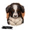 Miniature American shepherd MAS dog purebred digital art