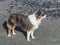 Miniature American Shepherd On Mussel Beach