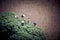 Miniature asian peasants harvesting broccoli