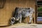 Miniature Asian Zebu Gray Bull