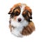 Miniature Australian shepherd dog, small puppy digital art