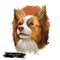 Miniature Australian shepherd, pet originated in USA digital art illustration. Herding working stock dog with long ears