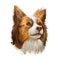 Miniature Australian shepherd, pet originated in USA digital art illustration. Herding working stock dog with long ears. Portrait