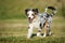 Miniature australian shepherd puppy outdoors in summer