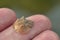 Miniature Baby Horseshoe Crab