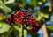 Miniature berry tree branch brush black red berries viburnum