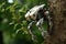 miniature biohybrid robot climbing a tree