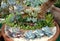 Miniature Bonsai Succulent Garden Arrangement