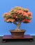 Miniature Bonsai Tree.