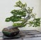 Miniature Bonsai tree
