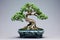 Miniature bonsai tree in a blue ceramic pot isolated on minimal background