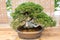Miniature a bonsai tree on wooden background
