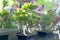 Miniature Bonsai Trees on the street market