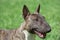 Miniature brindle and white bull terrier close up. English bull terrier or wedge head.
