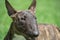 Miniature brindle and white bull terrier close up. English bull terrier or wedge head