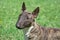 Miniature brindle and white bull terrier is standing on a green grass. English bull terrier or wedge head.