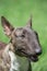 Miniature brindle and white bull terrier is standing on a green meadow. Close up. English bull terrier or wedge head