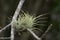 Miniature Bromeliads on a Branch on a Dark Background