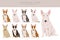 Miniature bull terrier clipart. Different poses, coat colors set