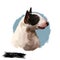 Miniature Bull Terrier dog breed isolated on white background digital art illustration. Egg shape head dog, Bull terrier portrait