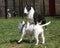 Miniature bull terrier leaping over another mini