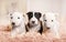 Miniature Bull Terrier puppies of different colors lying on a fur rug