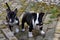 Miniature bull terrier  puppies  discover  the world