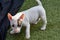 Miniature bull terrier  puppy discovers  the world