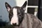 Miniature bull terrier  puppy discovers  the world