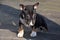 Miniature bull terrier  puppy discovers  the world