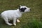 Miniature bull terrier  puppy on meadow