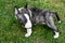 Miniature bull terrier  puppy on meadow