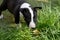 Miniature bull terrier  puppy observes the world