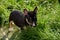 Miniature bull terrier  puppy observes the world