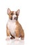 Miniature bull terrier puppy on white background