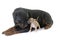 Miniature bull terrier and rottweiler