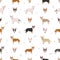 Miniature bull terrier seamless pattern. Different poses, coat colors set